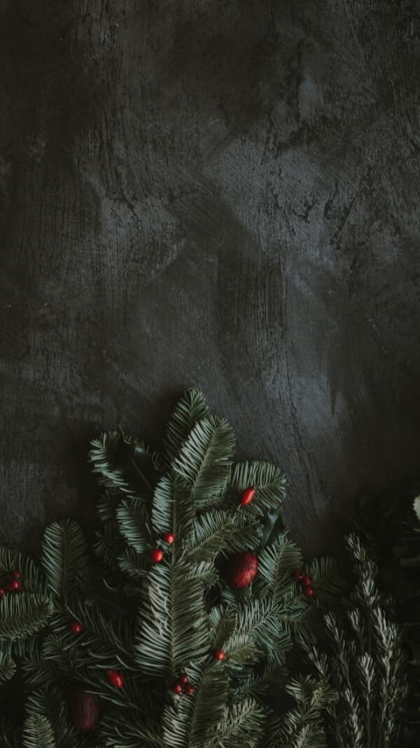dark background with evergreen sprigs and red berries at bottom of image. dark holiday wallpaper background 