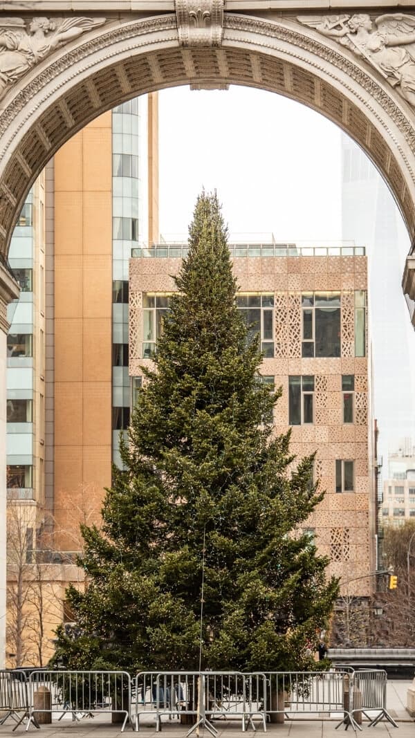 the NYC Christmas tree, view from under arch, holiday wallpaper background phone