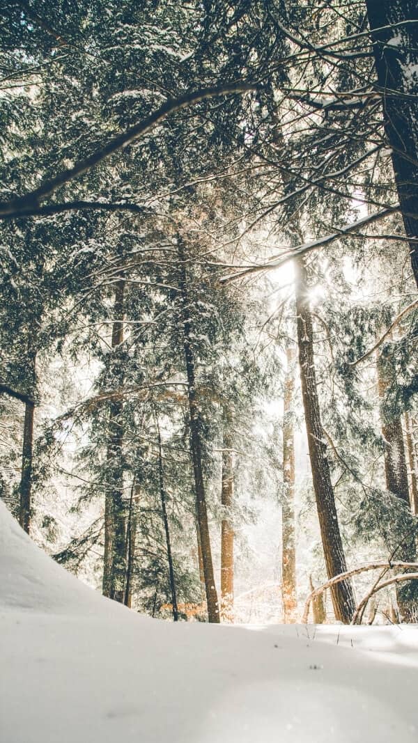 snow on ground looking up at tree with fresh snow, forest view, december wallpaper for iphone