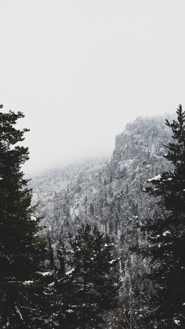 snowy forest and evergreeen natural wallpaper for phone